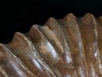 Wide Mantelliceras Ammonite - Very Heavy #6403-3
